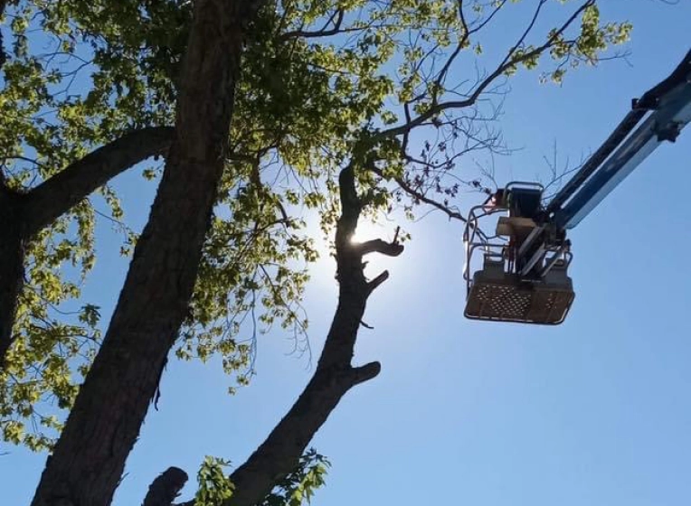 worker on a grader trimming a tree